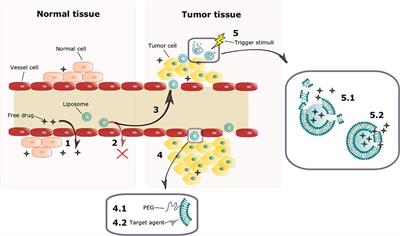 Triggered Drug Release From Liposomes: Exploiting the Outer and Inner Tumor Environment